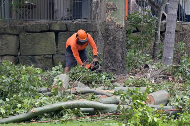 The Steps Involved in Our Tree Care Process in Presidio, TX